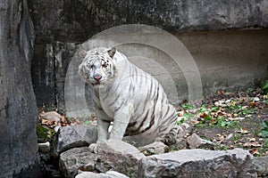 White tiger