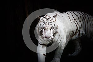 White tiger in wildness