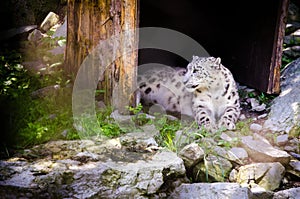 White tiger in zoo