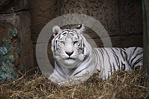 White Tiger In Zoo