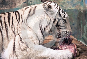 White tiger in ZOO Bratislava