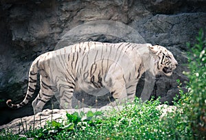 White tiger in ZOO Bratislava