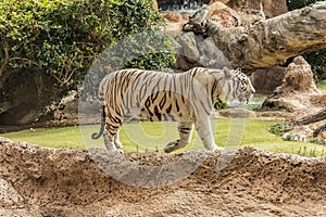 White tiger in a zoo in good Animal welfare in a zoo. White tiger in a zoo in good condition