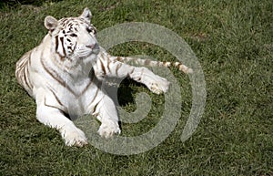 White tiger