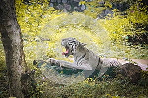 A white tiger at zoo in a sleepy mood