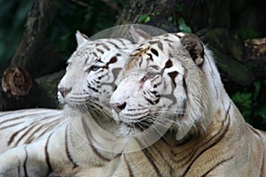 White Tigers