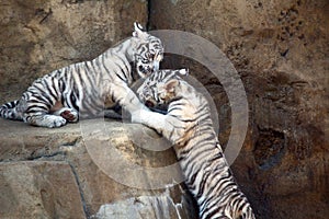 White tigers