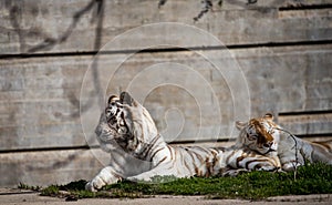 White tigers in captivity at the zoo in madrid, spain