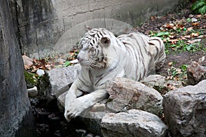 White tiger