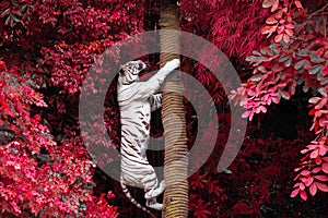 White tigers are climbing trees in the wild nature.