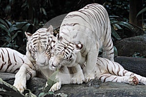White tigers smooching