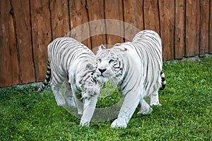 White Tigers Snuggle