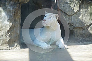 White tigers in the zoo