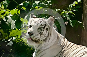 White tigre photo