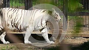 White tigress