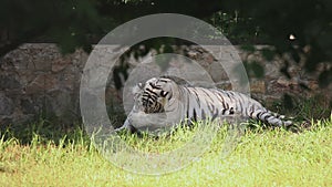 White tigress with cub