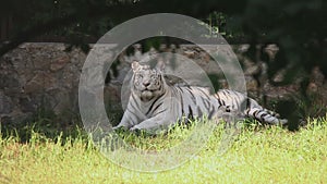 White tigress with cub