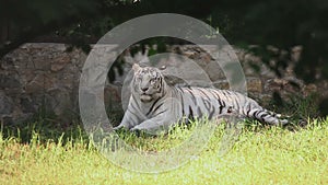 White tigress with cub