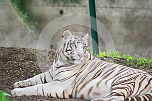 White Tigress