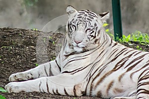 White Tigress