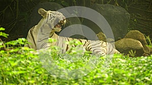 White Tigress yawning at the zoo