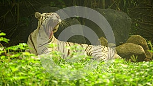 White Tigress yawning at the zoo