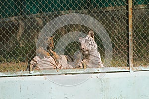 White Tigress with yellow young cubs in a zoo in India