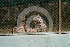 White Tigress with yellow young cubs in a zoo in India