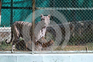 White Tigress with yellow young cubs in a zoo in India