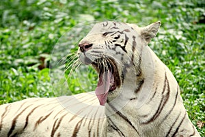 White Tigress in the zoo