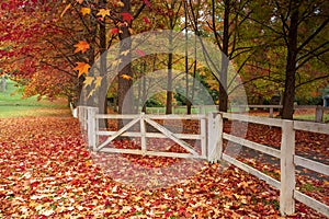 A white timber fence and deciduous trees Autumn scenic countryside