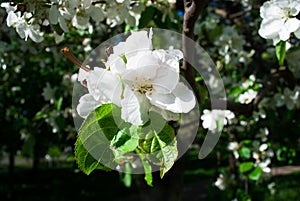 White tinged cream apple . Beautiful spring flowers