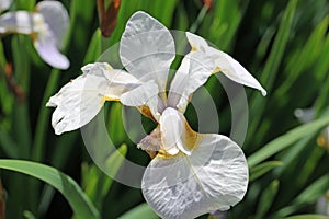 White tinged with yellow iris flower close up
