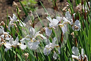 White tinged with yellow iris flowers