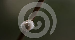 White tinny flower with bokeh background