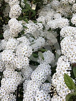 White tiny cute flowers with green leafs