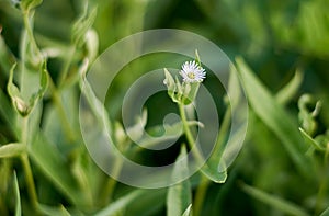 white tiny daisy in wriggling green grass