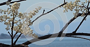 White tiny flower swaying with wind pressure 4k