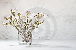 White tiny flowers on branch of bloom tree in glass in warm sun beam, modern interior with grey concrete wall, white wood table.