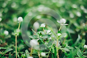 White tiny grass flower macro close up with twist bokeh in background