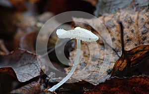 White tiny mushroom growing from dead fallen leaves - Macro Photography