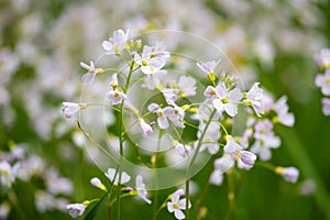 White tiny spring flowers on green background