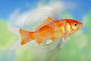 White Tip Gold Fish