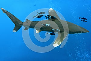 White tip oceanic shark photo