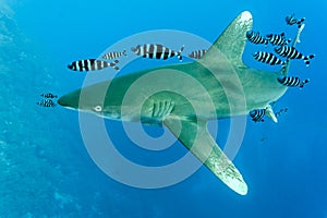 White tip oceanic shark photo