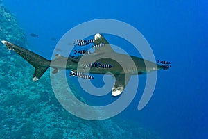 White tip oceanic shark