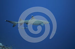 White tip reef shark