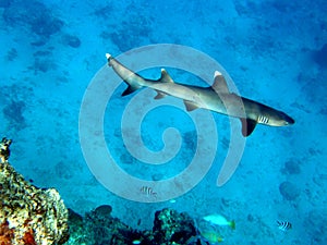 White Tip Reef Shark Fiji photo