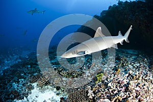 White tip reef shark Triaenodon Obesus