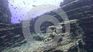 White-tip Reef Shark Triaenodon obesus in El boiler rock near Sanbenedicto island from Revillagigedo Archipelago